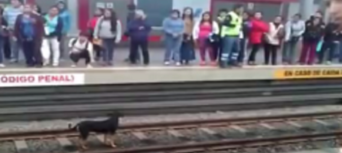 ホームに転落した犬。なかなか救助できない状況に業を煮やした女性の勇気ある行動に感動！！