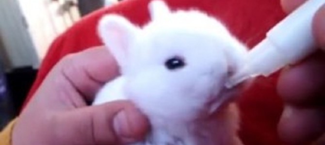赤ちゃんうさぎのミルクを飲む姿がかわいすぎる♡