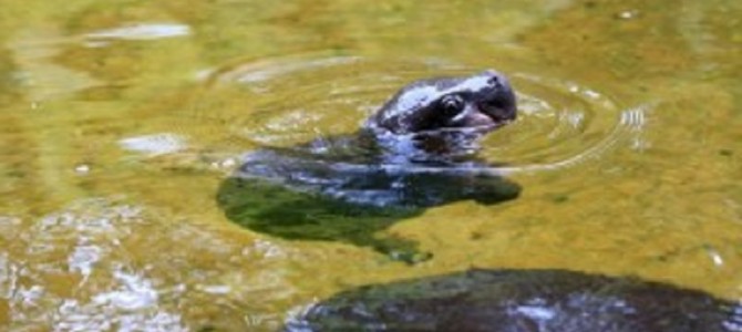 初めて泳ぐ赤ちゃんカバが超かわいい！