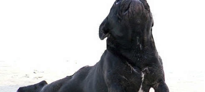 ヨガをしながらブラインドを開閉するイケアのCMが面白い！