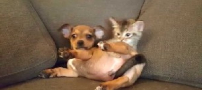 子犬と子猫のじぇれあいが超かわいい！