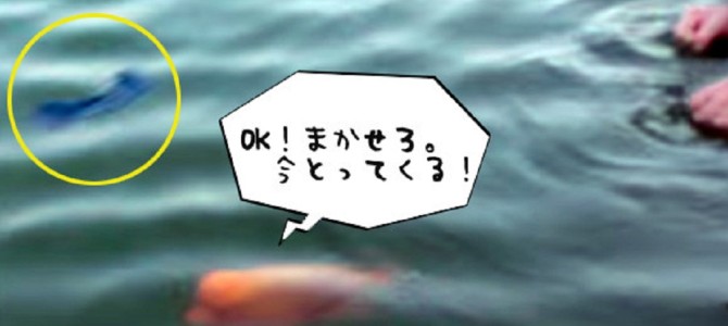 金魚が「犬化」してる！？投げたおもちゃも取ってくる！