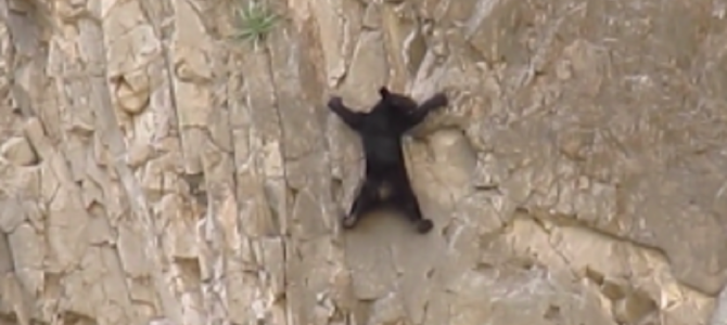 一体なぜ？！危険な岩壁を命がけでロッククライミングする熊の母子！！