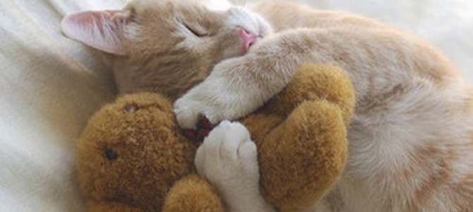 ぬいぐるみをギュッと抱きしめる猫たち♡