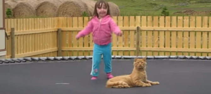 猫と女の子が一緒にトランポリンをやった結果