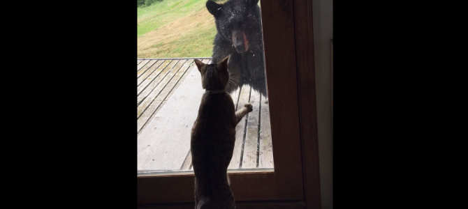 家にやってきた熊を撃退！とっても頼りになる猫！！
