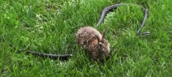 お母さんスゴイ！蛇に子ウサギを襲われた母ウサギがブチ切れて撃退！！