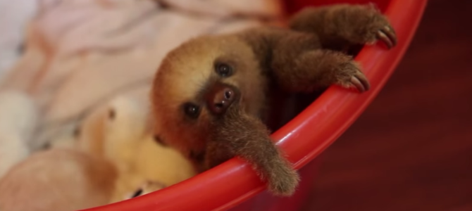 ナマケモノの赤ちゃん見たことある？