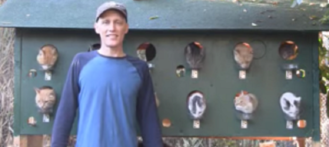 たくさんの猫が穴から顔を出してご飯を食べる「猫のレストラン」が面白い！！