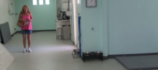 【感動】手術以来3ヶ月ぶりに歩く愛犬の姿を見た飼い主の反応に、深い絆を感じる！