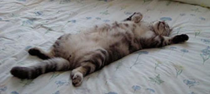 子猫が『大の字』になって寝てるのでコチョコチョしてみた！