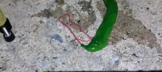 ミドリの体でピンクの「舌」がニョロニョロ出てくる奇妙な生物が海で発見され話題に！！