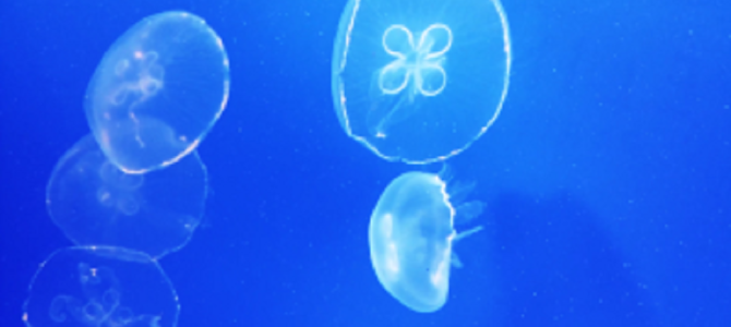 「癒し」のスペシャリストによる最高に癒やされるクラゲ映像！！