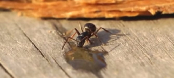 蟻がウォッカを飲んだ結果、人間と同じように酔っ払ってフラフラに！