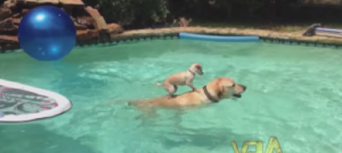 泳ぐお父さんの背中に乗って移動する子犬が話題に！！