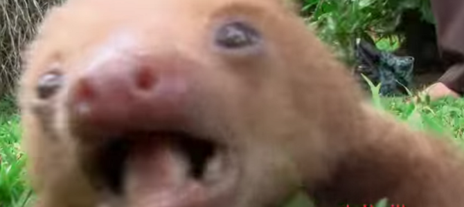 ナマケモノの赤ちゃんの声って聞いたことある？とってもカワイイことが判明！