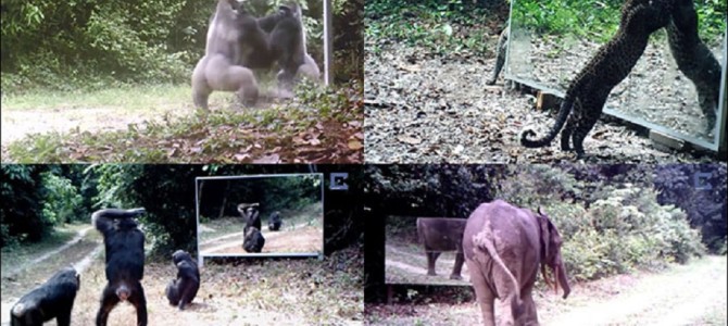 ジャングルに大きな鏡を置いてみた！