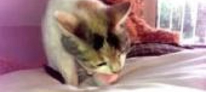 寝てる猫の前にハムを置いてみたｗｗｗｗ