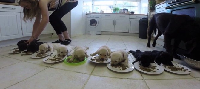 10匹のラブラドールの赤ちゃんの食事風景がかわい過ぎ！