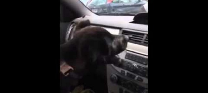 車のエアコンを初めてあたる子犬の反応がおもしろい！