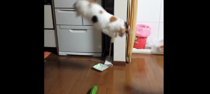 ただのキュウリにめちゃめちゃビックリする猫！！