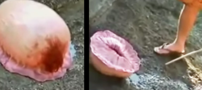 釣り人たちがうごめく謎の巨大生物を発見！！衝撃のラスト！！