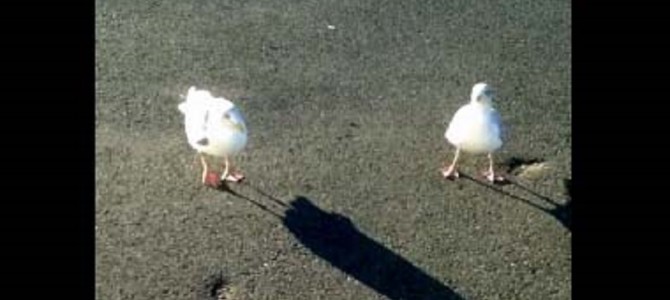 足をパタパタ。エサをもらうために可愛い「芸」を覚えたカモメ