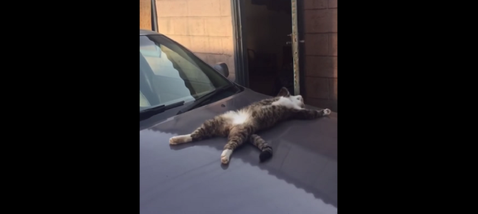 車に乗ろうとしたら、猫がすごい体勢で寝そべっていたw