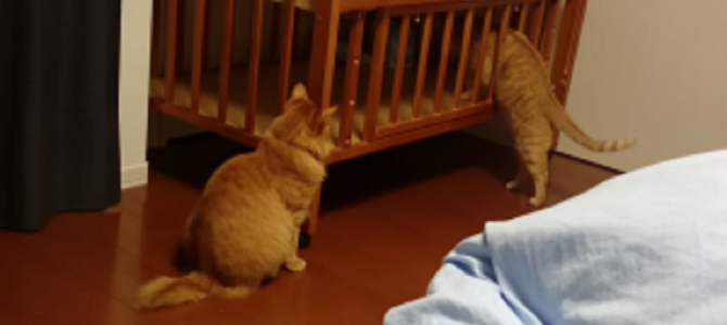 猫がベビーベットを調査していたら、予想以上の展開に！