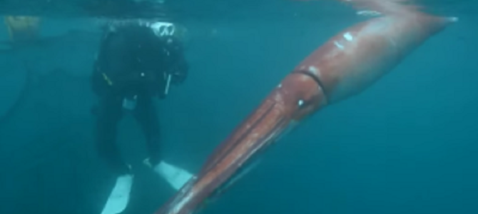 ロシアで撮影された生きた「ダイオウイカ」の迫力が凄い！！