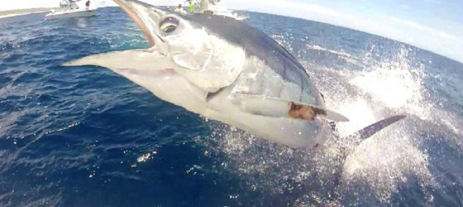 大自然をナメるとヤバい！海を撮影していたら、カジキがこっちに突っ込んできた！！