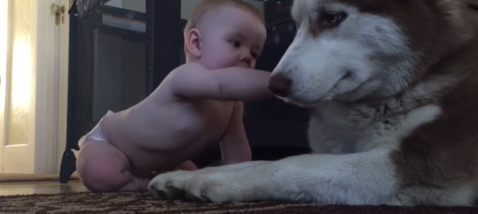 触りたいけど手が届かない赤ちゃん。優しさ溢れるハスキー犬の行動にほっこり