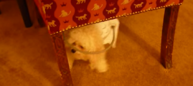 「安全に歩くためにどうすればいいか？」病気で失明してしまった犬のために飼い主が発明した「天使のリング」