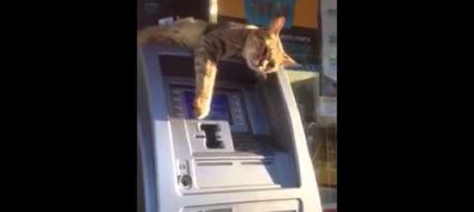 これで振込み詐欺防止！ ATMの番人の猫が可愛いすぎる！