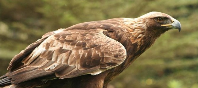 これってどっち！？鷲（ワシ）と鷹（タカ）の違いはなに？