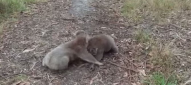 散歩の途中でコアラのガチレスリングに遭遇！！勝敗の行方は？？