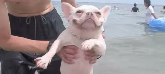 海から上がったことに気付かず犬かきし続けるフレンチブルが可愛すぎｗ