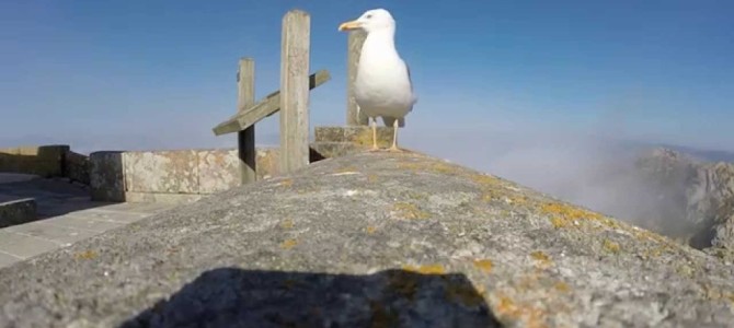 GoProカメラを置いてカモメを撮ってたら予想外の大迫力動画が撮れちゃったw