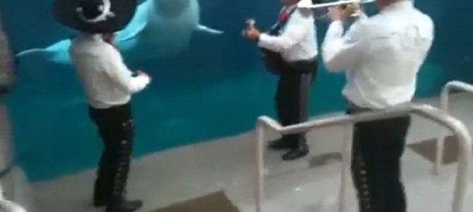 ストレスが溜まっているの？子ども達をいじめるシロイルカ！！