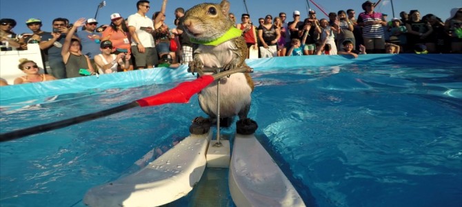 リスがジェットスキーにチャレンジしてみた！