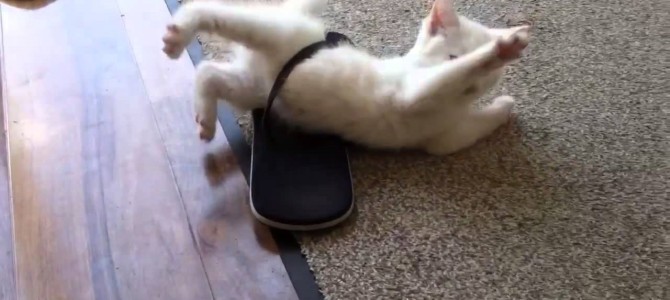 かわい過ぎ！ビーチサンダルに挟まった子猫の大脱出！