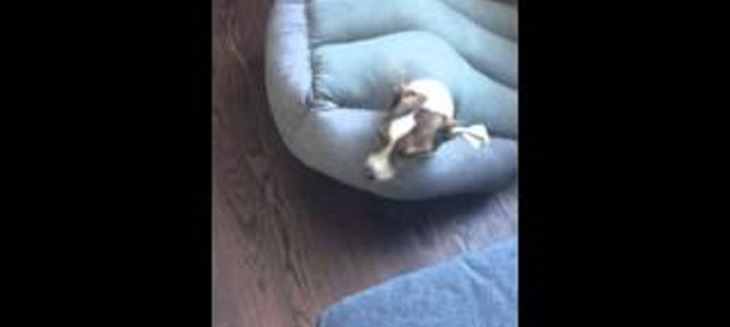 朝起きたら、愛犬が別の何かに進化してた！？