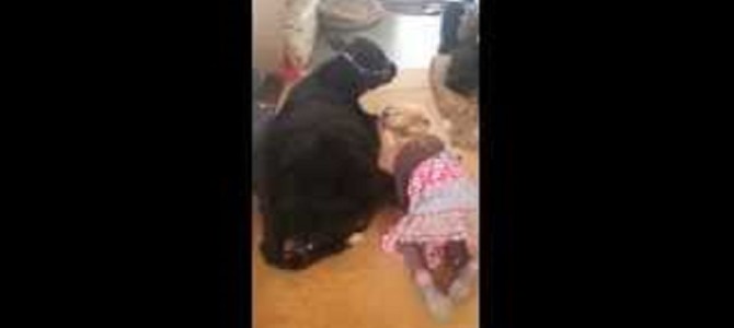 少女「ママ、ペットを拾ったの。飼ってもいい？」→部屋の中に子牛がくつろいでいてママびっくり！！