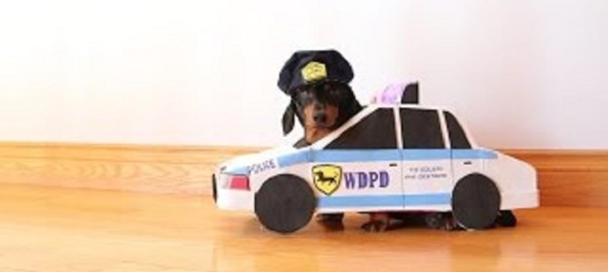 これが本当の「犬のおまわりさん」！犯人犬を勇敢に追いかける！