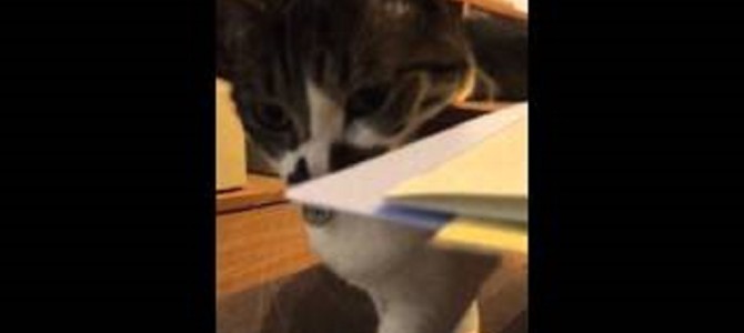 ついにしゃべる猫出現！はっきりとした口調で「ゴハン」と言う猫！！