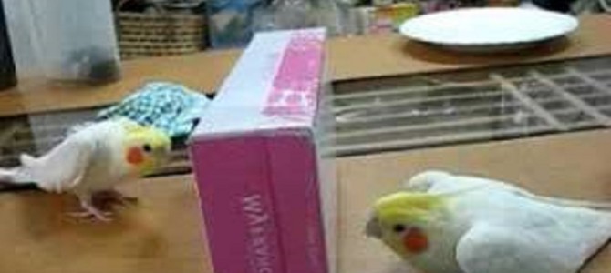 ティッシュ箱でいないいないばぁ！2羽の仲良しインコ