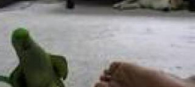 足の臭いを嗅いでは「くっさ〜」な反応をするインコw