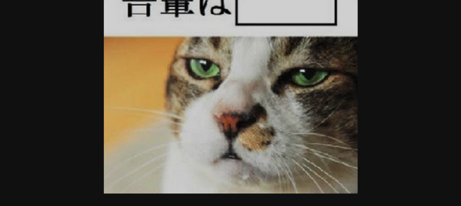 笑えて元気が出るにゃんこの画像www