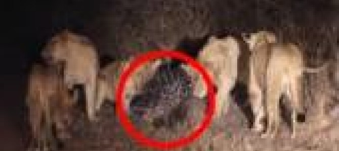 ヤマアラシ強すぎ！十数頭のライオンに囲まれても余裕！！