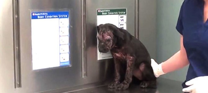 【感動】皮膚炎で殺処分が決まっていた野良犬が、生まれ変わった！